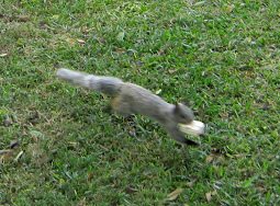 Eichh�rnchen mit Mais am Eingang des
                          Botanischen Gartens, Zoom