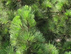 Botanischer Garten im
                          "Legendenpark" in Lima,
                          Seekiefernadeln, Nahaufnahme