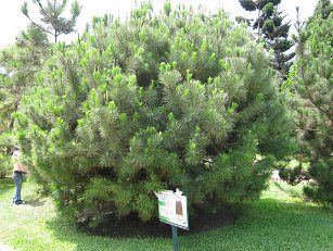 Botanischer Garten im
                          "Legendenpark" in Lima, Pinie