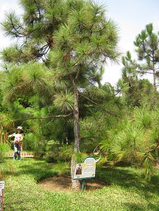 Botanischer Garten im
                          "Legendenpark" in Lima,
                          Khasi-Kiefer