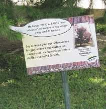 Botanischer Garten im
                          "Legendenpark" in Lima, Tafel der
                          Waldkiefer
