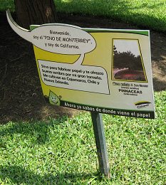 Botanischer Garten im
                          "Legendenpark" in Lima, Tafel der
                          Monterrey-Kiefer