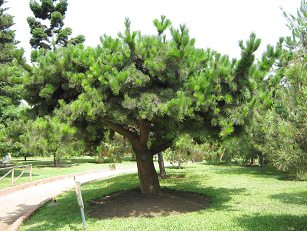 Botanischer Garten im
                          "Legendenpark" in Lima,
                          Monterrey-Kiefer