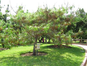 Botanischer Garten im
                          "Legendenpark" in Lima, Pinus
                          Oocarpa
