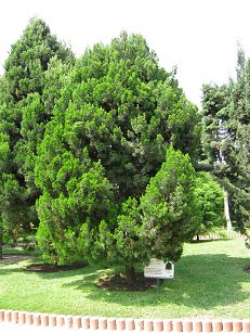 Botanischer Garten im
                          "Legendenpark" in Lima, Callitris
                          columellaris