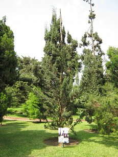 Botanischer Garten im
                          "Legendenpark" in Lima, der Baum
                          Callitris rhomboidae