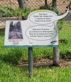 Botanischer Garten im
                          "Legendenpark" in Lima, Tafel der
                          Himalaya-Zeder