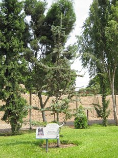 Botanischer Garten im
                          "Legendenpark" in Lima,
                          Himalaya-Zeder