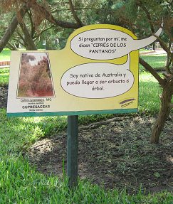 Botanischer Garten im
                          "Legendenpark" in Lima, die Tafel
                          des Baums Callitris pyramidalis