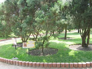 Botanischer Garten im
                          "Legendenpark" in Lima, Callitris
                          pyramidalis