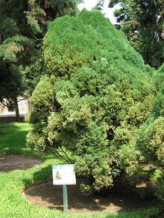 Botanischer Garten im
                          "Legendenpark" in Lima,
                          Arizona-Zypresse