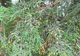 Botanischer Garten im
                          "Legendenpark" in Lima, Gowens
                          Zypresse, Nahaufnahme