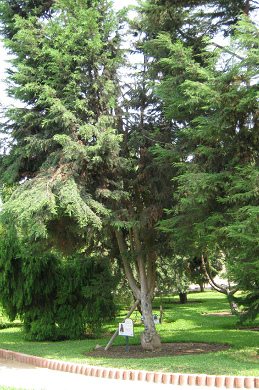 Botanischer Garten im
                          "Legendenpark" in Lima,
                          Monterrey-Zypresse