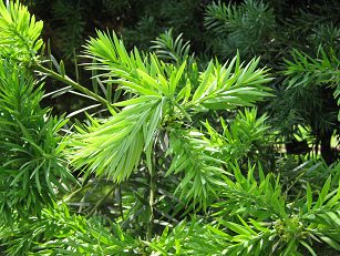 Botanischer Garten im
                          "Legendenpark" in Lima, Podocarpus
                          glomeratus, Nahaufnahme neuer Nadeln