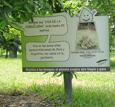 Botanischer Garten im
                          "Legendenpark" in Lima, Tafel
                          Pflaumen-Steineibe