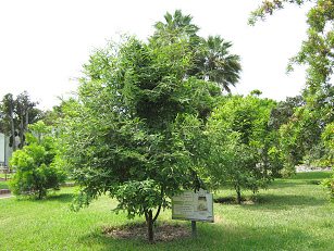 Botanischer Garten im
                          "Legendenpark" in Lima,
                          Pflaumen-Steineibe