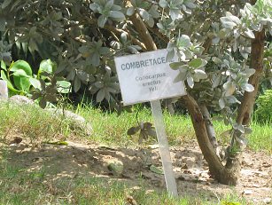 Zoo "Legendenpark" in Lima San
                          Miguel, Tafel Knopfmangrove