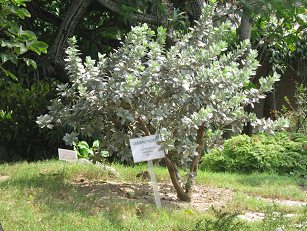 Zoo "Legendenpark" in Lima San
                          Miguel, Knopfmangrove