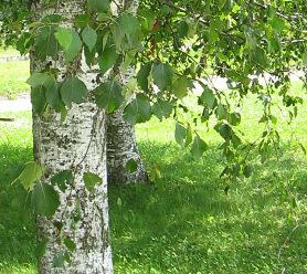 Route des Grands Longs Champs,
                          Birkenlaub