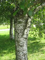 Route des Grands Longs Champs,
                          Birkenrinde Nahaufnahme