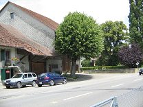 Route du Grand Chemin, geschnittene
                          Linde