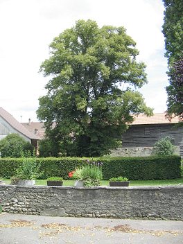 Route du Grand Chemin, grosse Linde,
                          Gestalt