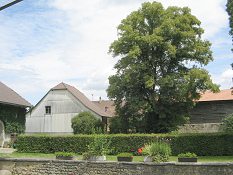 Route du Grand Chemin, grosse Linde,
                          Gestalt, Foto quer