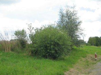 Stockweide und Silberweide, Gestalten von
                          fern