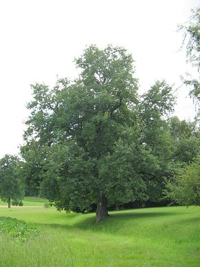 Ried beim Chemin du Sansui, Gestalt einer
                          weiteren Eiche