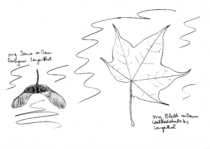 Ahorn: Kolchischer Ahorn, Blatt und Same