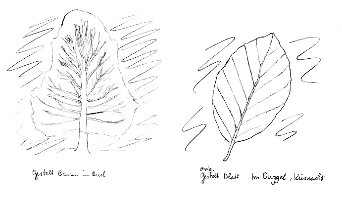 Buche, Gestalt und Blatt