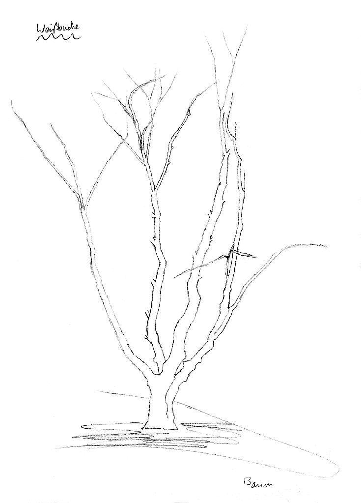 Buche: Weissbuche, Gestalt