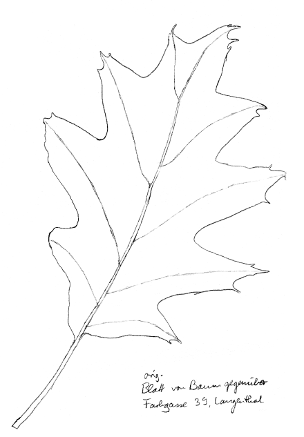 Blatt der Roteiche