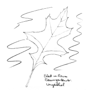 Scharlacheiche, Blatt