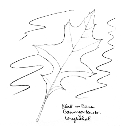 Blatt einer Scharlacheiche