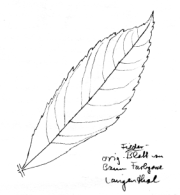 Esche,
                              Blatt