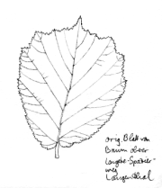 Baum: Baumhasel, Blatt