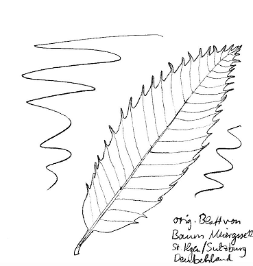 Edelkastanie / Esskastanie