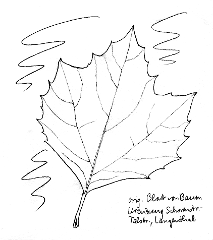 Platane: Ahornbl�ttrige Platane, Blatt