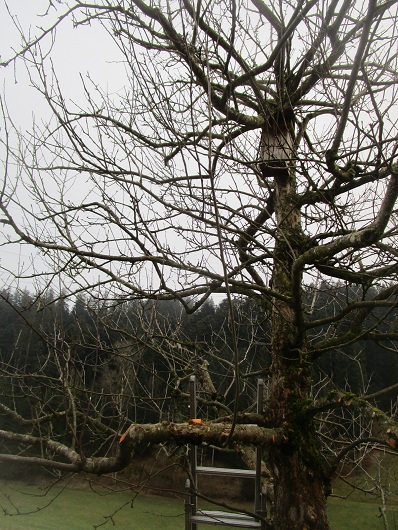 Apfelbaum lange nicht
                        geschnitten: Blick ins Gestr�pp
