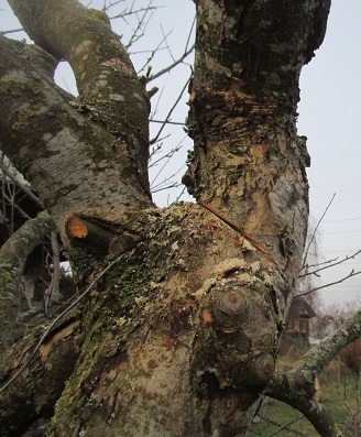 Apfelbaum:
                        Der Schnitt, um die Krone zu schneiden im Winkel
                        von 45 Grad