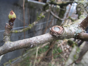Baumschnitt: Das Kambium w�chst zu und der
                        Schnitt verheilt, Birne Spalierbaum