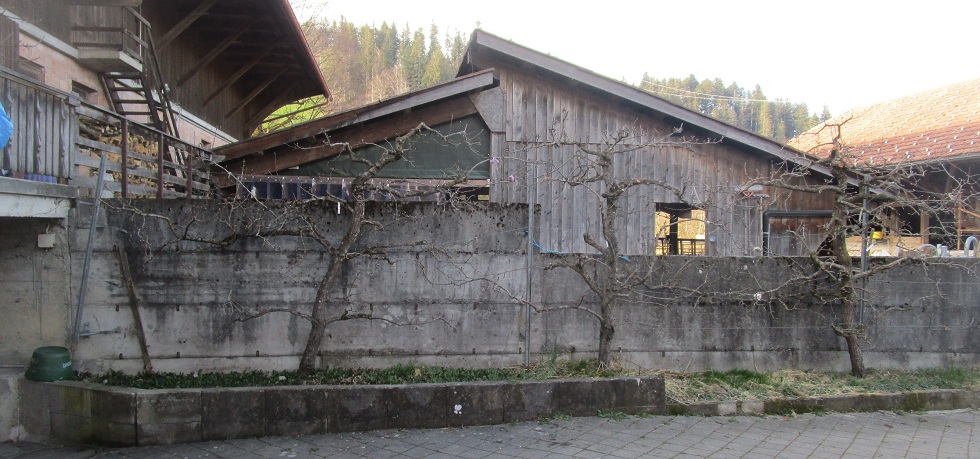 Das Spalierobst Birne
                        geschnitten: Kronen und �ste, die nach vorne
                        stehen, sind weg, die Ruten sind meist auf 2
                        Blattknospen zur�ckgeschnitten