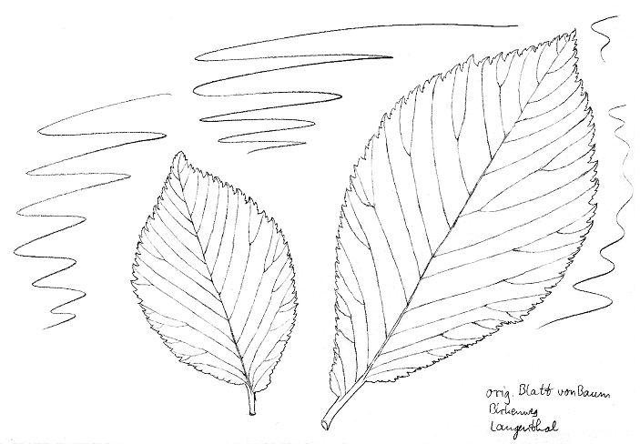 Ulme: Flatterulme, Bl�tter