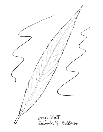 Silberweide, Blatt