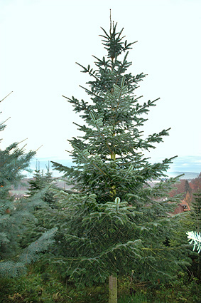 Tanne in sternstrahliger Gestalt