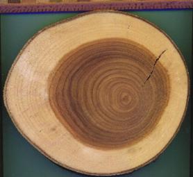 Zugholz mit Kern zum Hang hin bei
                        Laubb�umen in Hanglage