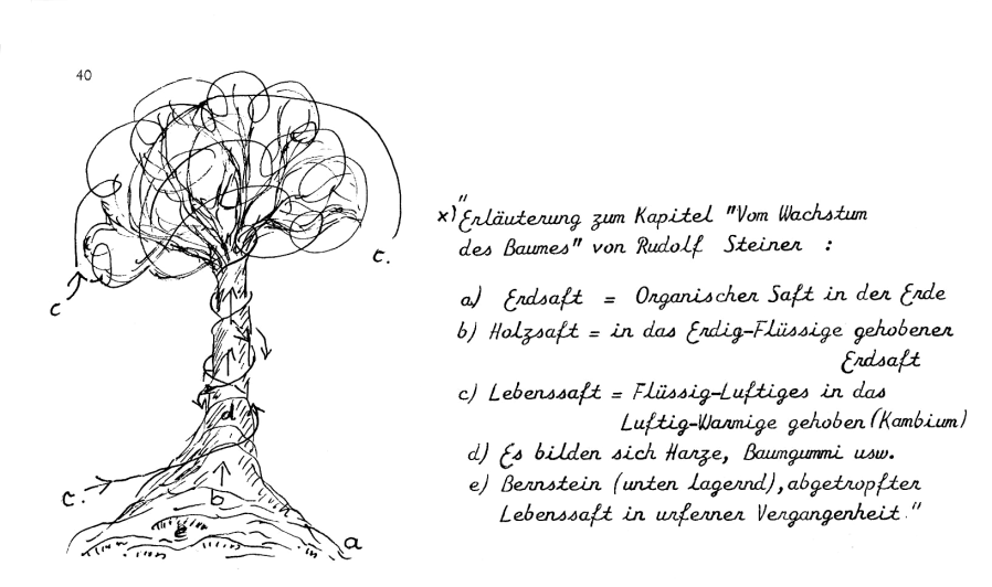 Schema: Baumsaft - Kambium - Bernstein:
                    a) Erdsaft, b) Holzsaft, c) Lebenssaft von den
                    Bl�ttern, d) Harze, Baumgummi, e) Bernstein