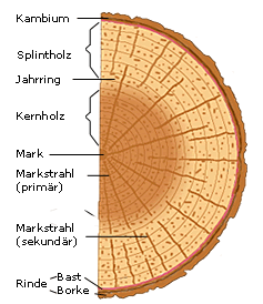 Stammquerschnitt
                    beschriftet