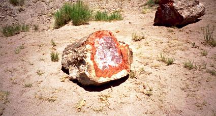 Versteinerte St�mme im Nationalpark
                      "Petrified Forest" ("versteinerter
                      Wald") in Arizona 01